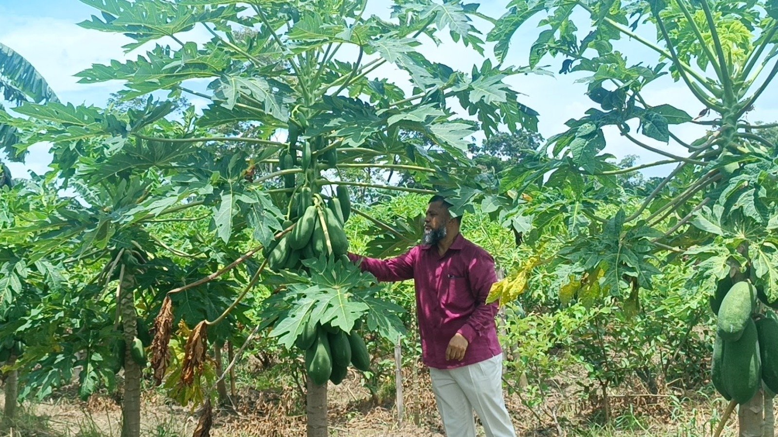 সফল কৃষি উদ্যোক্তা ফেনীর রিপন চেয়ারম্যান